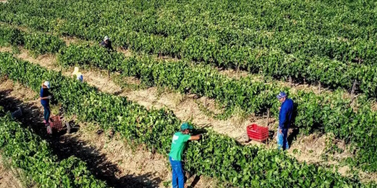 Ευρωπαϊκό Κοινοβούλιο: Νέα μέτρα προστασίας για τους αγρότες ενόψει της συμφωνίας ελευθέρου εμπορίου με τη Mercosur