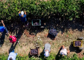 Έρχονται οι πληρωμές του Μέτρου 23 για αγρότες και η έκτακτη ενίσχυση σε κτηνοτρόφους – Ποιο είναι το χρονοδιάγραμμα μέχρι το τέλος του 2025