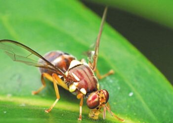 Μεσσηνία: Ξεπερασμένο το θεσμικό πλαίσιο για τη δακοκτονία, λένε οι γεωπόνοι