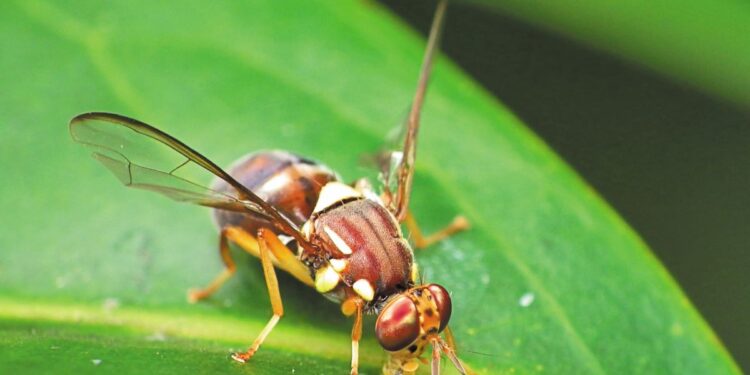 Μεσσηνία: Ξεπερασμένο το θεσμικό πλαίσιο για τη δακοκτονία, λένε οι γεωπόνοι