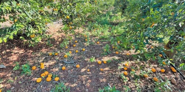 Αργολίδα: Αμέτρητες οι ζημιές από τις βροχοπτώσεις στον Δήμο Ναυπλιέων