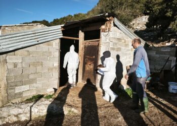 Έκτακτοι έλεγχοι ΟΠΕΚΕΠΕ – «Φύλλο και φτερό» οκτώ κτηνοτροφικές μονάδες