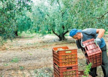 Μαντάς προς ΑΑΔΕ: Το Ψηφιακό Δελτίο Αποστολής «μπλοκάρει» την ελαιοσυγκομιδή