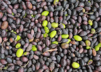 ΑΑΔΕ: Παράταση έως τις 1.5.2026 για την έναρξη της Α’ φάσης ψηφιακού δελτίου αποστολής για τους ελαιοπαραγωγούς