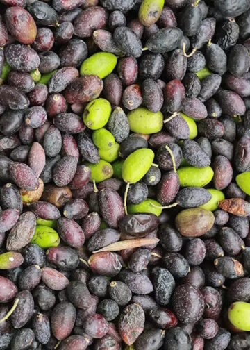 ΑΑΔΕ: Παράταση έως τις 1.5.2026 για την έναρξη της Α’ φάσης ψηφιακού δελτίου αποστολής για τους ελαιοπαραγωγούς