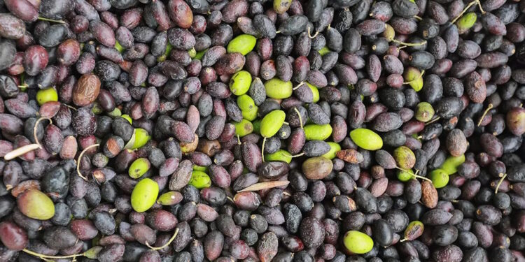 ΑΑΔΕ: Παράταση έως τις 1.5.2026 για την έναρξη της Α’ φάσης ψηφιακού δελτίου αποστολής για τους ελαιοπαραγωγούς