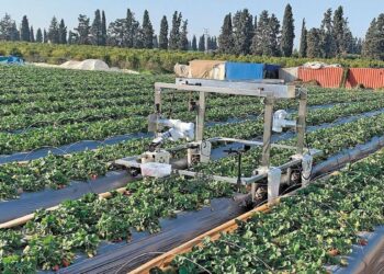 Η ρομποτική συγκομιδή φράουλας πλησιάζει στην εμπορική πραγματικότητα