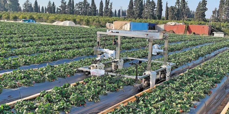 Η ρομποτική συγκομιδή φράουλας πλησιάζει στην εμπορική πραγματικότητα