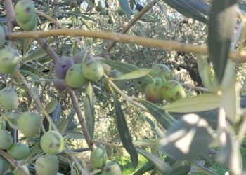 Απεγνωσμένοι ελαιοπαραγωγοί σε Φλωριάδα και Μενίδι Αμφιλοχίας – Καταστράφηκε έως 70% της παραγωγής (φωτο)