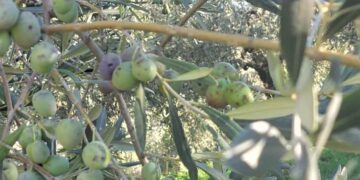 Απεγνωσμένοι ελαιοπαραγωγοί σε Φλωριάδα και Μενίδι Αμφιλοχίας – Καταστράφηκε έως 70% της παραγωγής (φωτο)