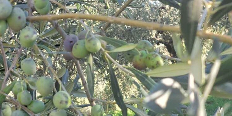 Απεγνωσμένοι ελαιοπαραγωγοί σε Φλωριάδα και Μενίδι Αμφιλοχίας – Καταστράφηκε έως 70% της παραγωγής (φωτο)