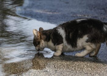 Φρίκη στην Ηλιούπολη: «Serial killer» ζώων πέταξε αποκεφαλισμένο γατάκι σε νηπιαγωγείο