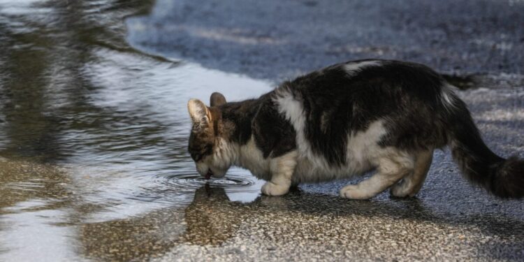 Φρίκη στην Ηλιούπολη: «Serial killer» ζώων πέταξε αποκεφαλισμένο γατάκι σε νηπιαγωγείο