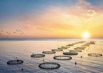 Υδατοκαλλιέργεια: Ο κρίσιμος ρόλος της Ελλάδας στη διεθνή αγορά – Τι λέει ο Σπύρος Πρωτοψάλτης