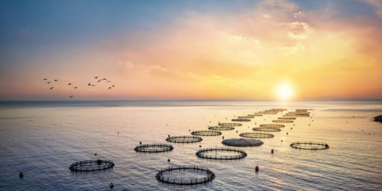Υδατοκαλλιέργεια: Ο κρίσιμος ρόλος της Ελλάδας στη διεθνή αγορά – Τι λέει ο Σπύρος Πρωτοψάλτης