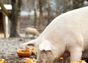 Ισπανία: Στον πάγο μια στις τρεις εξαγωγές χοιρινού λόγω πανώλης
