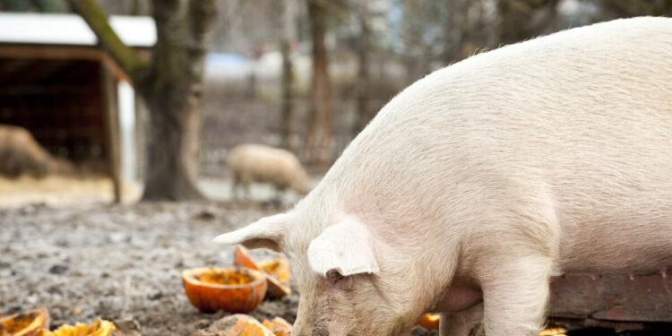 Ισπανία: Στον πάγο μια στις τρεις εξαγωγές χοιρινού λόγω πανώλης