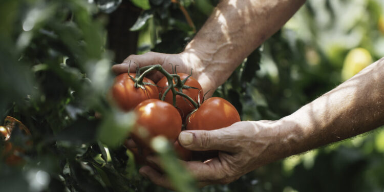 Αγρότες: Πάνω από 2 εκατ. ευρώ σε ενισχύσεις για μηδική στον Έβρο και βιομηχανική τομάτα στην Ημαθία