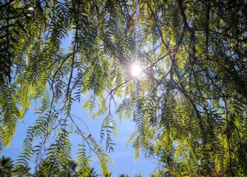 Καιρός σήμερα: Ηλιόλουστος με τοπικές νεφώσεις σε όλη τη χώρα – Αγγίζει τους 20 βαθμούς η θερμοκρασία