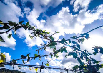 Καιρός σήμερα: Λιακάδα με τοπικές νεφώσεις – Δεν ξεπερνά τους 19 βαθμούς η θερμοκρασία