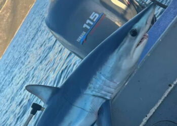 Εύβοια: Ψαράς έπιασε στα δίχτυα του καρχαρία Μακό, ένα από τα ταχύτερα και πιο επικίνδυνα είδη