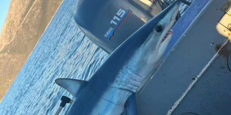 Εύβοια: Ψαράς έπιασε στα δίχτυα του καρχαρία Μακό, ένα από τα ταχύτερα και πιο επικίνδυνα είδη