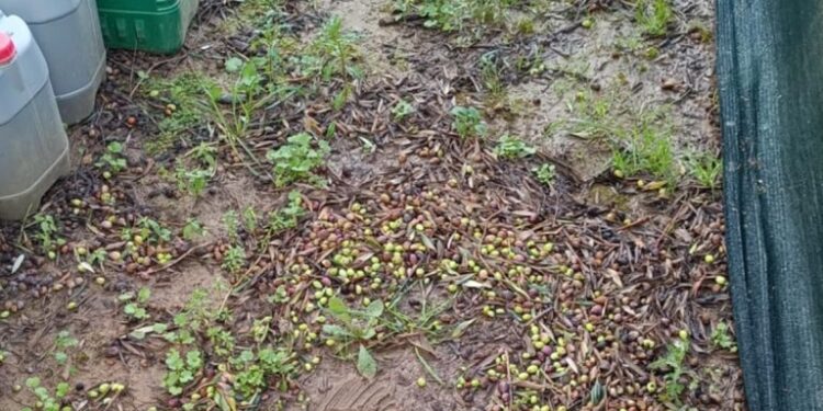 Ζημιές στην ελαιοκαλλιέργεια από χαλαζόπτωση σε περιοχές της Πηνείας