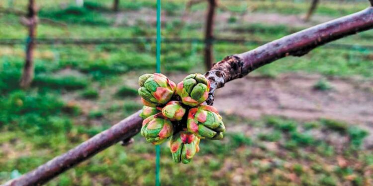 Κεράσι Βόρειου Έβρου: Μηδενικές αποζημιώσεις για… μηδενική παραγωγή