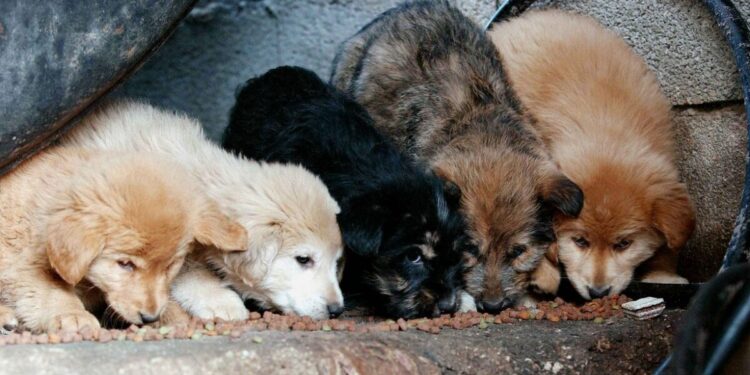 Φρίκη στην Πάτρα: 89χρονη σκότωσε κουτάβια – Της πέταξε πέτρα 25χρονος και τον χτύπησε στο κεφάλι με μεταλλικό αντικείμενο