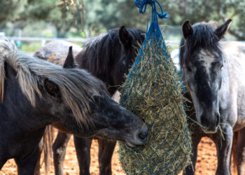 Μικρές ιστορίες μεγάλης αλλαγής: Πώς η Kaizen Gaming στέκεται δίπλα σε ανθρώπους, ζώα και κοινότητες σε όλη την Ελλάδα