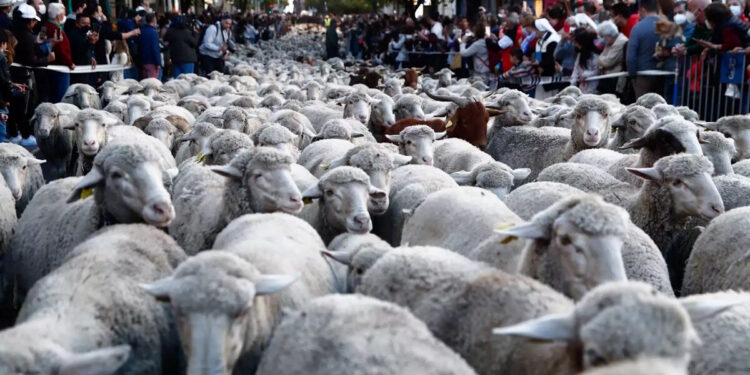 Αγρότες: Οι 10 επιδοτήσεις για τη στήριξη των κτηνοτρόφων και των καλλιεργητών 