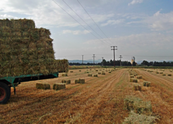 Οικονομική στήριξη της καλλιέργειας μηδικής, λόγω της ευλογιάς