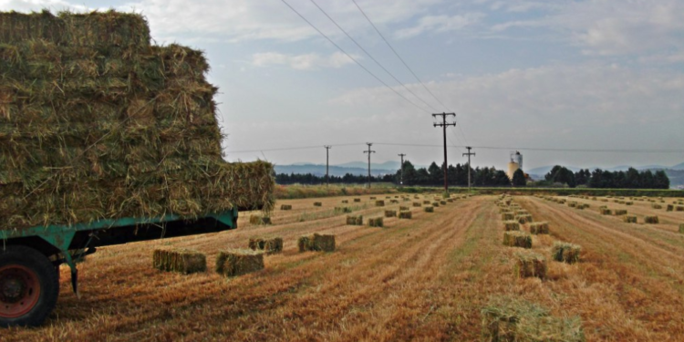 Οικονομική στήριξη της καλλιέργειας μηδικής, λόγω της ευλογιάς