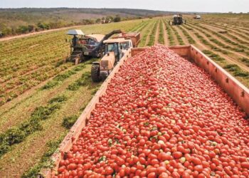 Ημαθία: Καταβολή ενισχύσεων de minimis ύψους 563,5 ευρώ ανά στρέμμα στους παραγωγούς βιομηχανικής τομάτας