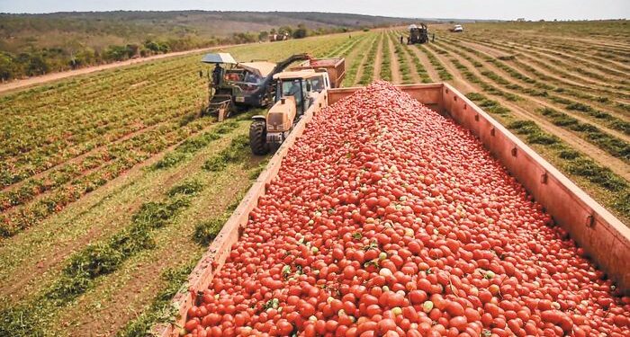 Ημαθία: Καταβολή ενισχύσεων de minimis ύψους 563,5 ευρώ ανά στρέμμα στους παραγωγούς βιομηχανικής τομάτας