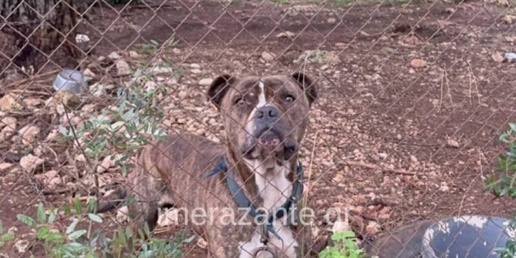 Ανησυχία μετά την τραγωδία με το πιτ μπουλ που κατασπάραξε 2χρονο στη Ζάκυνθο – Πάνω από 2500 επιθέσεις σκύλων σε έναν χρόνο