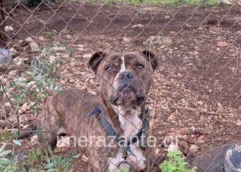 Ανησυχία μετά την τραγωδία με το πίτμπουλ που κατασπάραξε 2χρονο στη Ζάκυνθο – Πάνω από 2500 επιθέσεις σκύλων σε έναν χρόνο