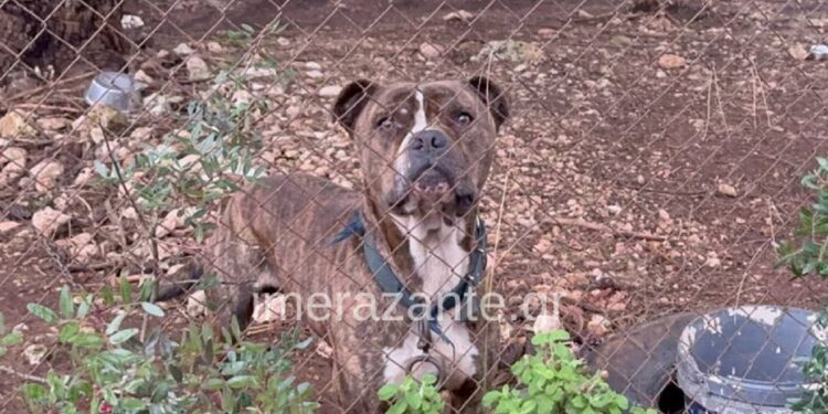 Ζάκυνθος: Στον Πύργο το πίτμπουλ που κατασπάραξε τον μικρό Λίο – Την Τετάρτη η κηδεία του παιδιού