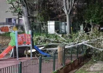 Χαϊδάρι: Δέντρο έπεσε σε παιδική χαρά – Δείτε εικόνες