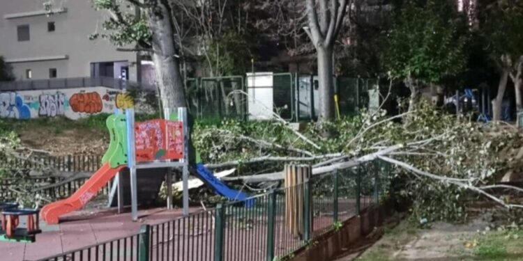 Χαϊδάρι: Δέντρο έπεσε σε παιδική χαρά – Δείτε εικόνες