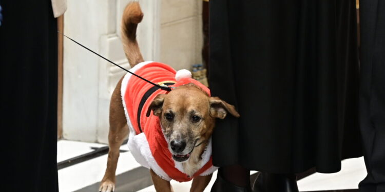 Ο Peanut μπήκε σε mood Χριστουγέννων: Ντυμένος ως Αϊ Βασίλης άκουσε τα κάλαντα στο Μέγαρο Μαξίμου