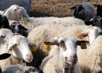 «Δεν υπάρχει μελέτη που να αναγνωρίζει την φυλή αιγοπροβάτων του Ρουμλουκίου» – Τι καταγγέλλεται για τον κτηνοτρόφο