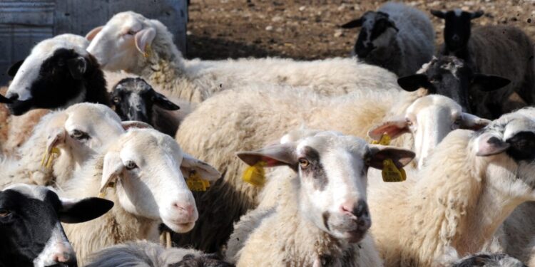 «Δεν υπάρχει μελέτη που να αναγνωρίζει την φυλή αιγοπροβάτων του Ρουμλουκίου» – Τι καταγγέλλεται για τον κτηνοτρόφο