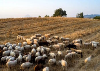 26 εκατ. ευρώ σε κτηνοτρόφους για τις απώλειες από ευλογιά