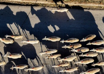 Κτηνοτρόφοι: Επιπλέον 50 εκ. ευρώ σε κτηνοτρόφους για αποζημιώσεις