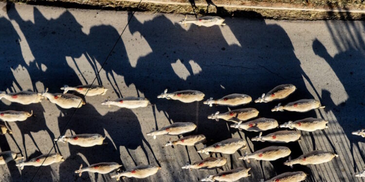 ΥΠΑΑΤ: 5η κατανομή χρηματοδότησης για την αντιμετώπιση της ευλογιάς των αιγοπροβάτων στις περιφέρειες