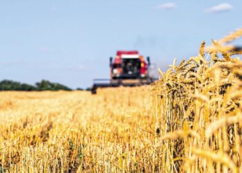 Ερευνητές δημιούργησαν σιτάρι που παράγει μόνο του λίπασμα