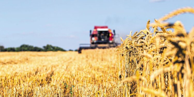 Ερευνητές δημιούργησαν σιτάρι που παράγει μόνο του λίπασμα