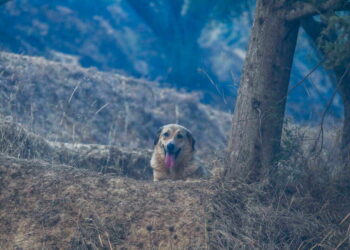 Ηλεία : Καταγγελίες για άτυπο καταφύγιο ζώων – Σκύλοι δεμένοι χωρίς τροφή και νερό