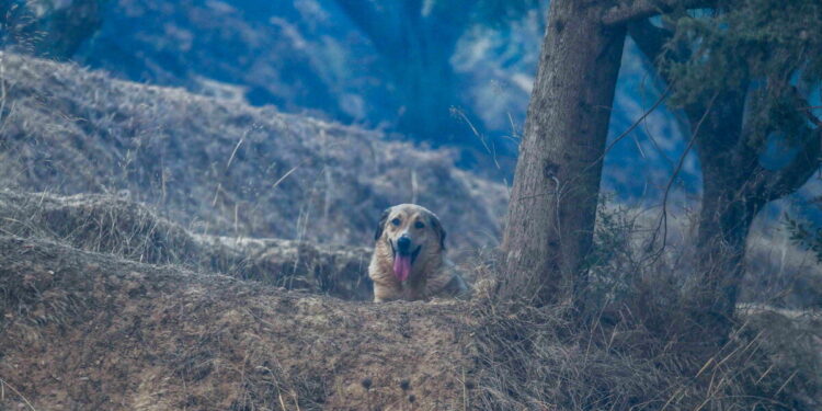 Ηλεία : Καταγγελίες για άτυπο καταφύγιο ζώων – Σκύλοι δεμένοι χωρίς τροφή και νερό